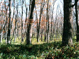foto,tela,gratis,paisaje,fotografa,idea,Cayndose las hojas en el bosque, , , , 