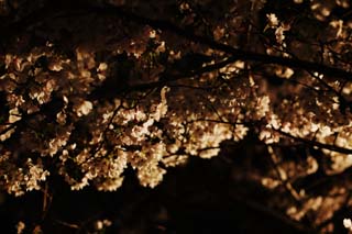 photo,material,free,landscape,picture,stock photo,Creative Commons,Brightness of going to see cherry blossoms at night, cherry tree, cherry tree, cherry tree, Yoshino cherry tree