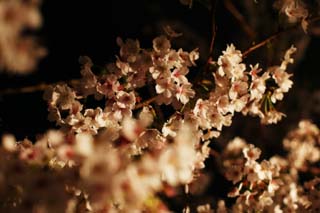 photo,material,free,landscape,picture,stock photo,Creative Commons,Brightness of going to see cherry blossoms at night, cherry tree, cherry tree, cherry tree, Yoshino cherry tree