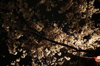 photo,material,free,landscape,picture,stock photo,Creative Commons,Brightness of going to see cherry blossoms at night, cherry tree, cherry tree, cherry tree, Yoshino cherry tree