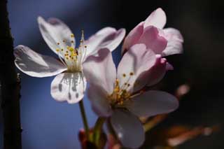 fotografia, material, livra, ajardine, imagine, proveja fotografia,A rvore de cereja que  inativo em luz solar, Rosa, rvore de cereja, , 