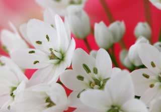 foto,tela,gratis,paisaje,fotografa,idea,Un floret blanco, Blanco, Flor, , Ptalo