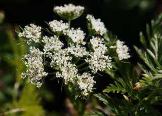 photo,material,free,landscape,picture,stock photo,Creative Commons,It is an ant to a white floret, White, floret, Wild grass, Available