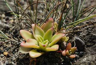 Foto, materieel, vrij, landschap, schilderstuk, bevoorraden foto,Een vlezig plant, Vlezige plant, Knop, Nakomeling vrijaf, Aandeel