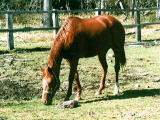 photo,material,free,landscape,picture,stock photo,Creative Commons,Horse grazing, , , , 