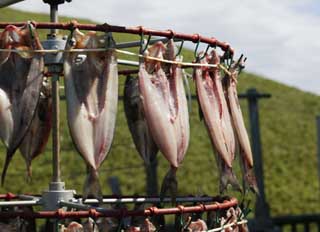 fotografia, materiale, libero il panorama, dipinga, fotografia di scorta,Lo scombro di Atka che si volta, pesce, pesce asciugato, , Atkmackerel