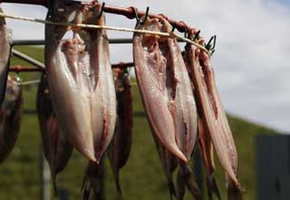 foto,tela,gratis,paisaje,fotografa,idea,Las caballas de Atka que da media vuelta, Peces, Peces deshidratados, , Atkmackerel