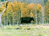 Foto, materieel, vrij, landschap, schilderstuk, bevoorraden foto,Highland koe, , , , 