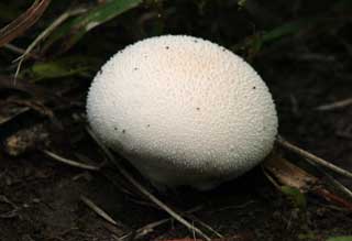 photo,material,free,landscape,picture,stock photo,Creative Commons,A baby mushroom, mushroom, mushroom, mushroom, mushroom