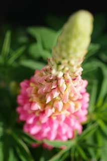 Foto, materieel, vrij, landschap, schilderstuk, bevoorraden foto,Ontspringen van een lupine, Lupine, Rose, Knop, Kroonblad