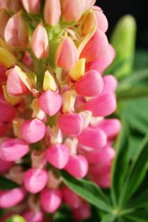 Foto, materieel, vrij, landschap, schilderstuk, bevoorraden foto,Ontspringen van een lupine, Lupine, Rose, Knop, Kroonblad