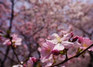 photo,material,free,landscape,picture,stock photo,Creative Commons,A pink cherry tree, cherry tree, cherry tree, cherry tree, Pink