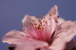 Foto, materiell, befreit, Landschaft, Bild, hat Foto auf Lager,Frhling von einem Hakuho, Pfirsich, , , Rosa