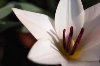 foto,tela,gratis,paisaje,fotografa,idea,Primavera de un tulipn, , Tulipn, Blanco, Flor
