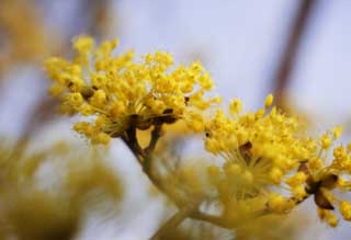 fotografia, material, livra, ajardine, imagine, proveja fotografia,Um flsculo amarelo de fonte, Amarelo, flor, flsculo, Em primavera