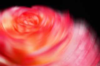 foto,tela,gratis,paisaje,fotografa,idea,Un baile de la primavera madura, Ranunculus, Rosado, Ptalo, Caiga