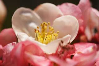 photo,material,free,landscape,picture,stock photo,Creative Commons,A white blossom of a flowering quince, I become senile, I become senile, flowering quince, White