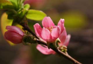 photo,material,free,landscape,picture,stock photo,Creative Commons,A flower of a Chinese quince, Chinese quince, I don't borrow it, , Pink