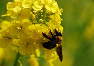 photo,material,free,landscape,picture,stock photo,Creative Commons,A carpenter bee and a rape, rape flower, bear bee, bee, bee