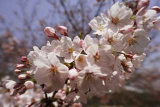 fotografia, material, livra, ajardine, imagine, proveja fotografia,A rvore de cereja que se aproxima, rvore de cereja, , , Yoshino cereja rvore