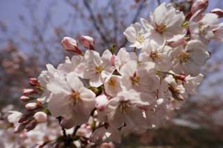 photo,material,free,landscape,picture,stock photo,Creative Commons,The cherry tree which approaches, cherry tree, cherry tree, cherry tree, Yoshino cherry tree