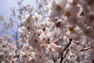 photo,material,free,landscape,picture,stock photo,Creative Commons,A cherry tree blooms, cherry tree, , , Yoshino cherry tree