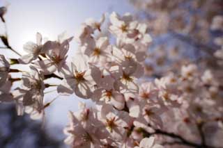 photo,material,free,landscape,picture,stock photo,Creative Commons,A cherry tree of backlight, cherry tree, cherry tree, cherry tree, Yoshino cherry tree