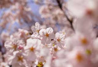 photo, la matire, libre, amnage, dcrivez, photo de la rserve,Un fleurs de l'arbre de la cerise, arbre de la cerise, , , Arbre de cerise Yoshino