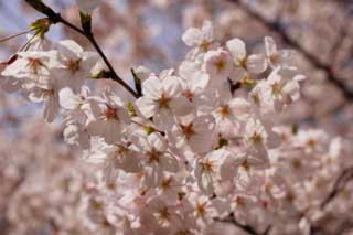 photo,material,free,landscape,picture,stock photo,Creative Commons,A cherry tree blooms, cherry tree, , , Yoshino cherry tree