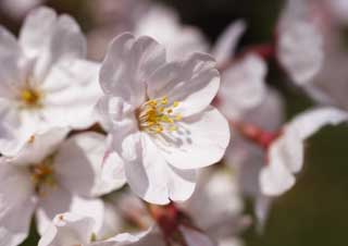 photo,material,free,landscape,picture,stock photo,Creative Commons,A cherry tree blooms, cherry tree, cherry tree, cherry tree, Yoshino cherry tree