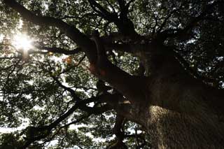 photo,material,free,landscape,picture,stock photo,Creative Commons,Sunlight and a cortex of spring, cortex, branch, trunk, The sun