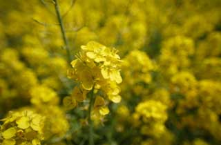 Foto, materieel, vrij, landschap, schilderstuk, bevoorraden foto,Verkrachten bloemen, Verkracht bloem, Nanohana, Geel, 