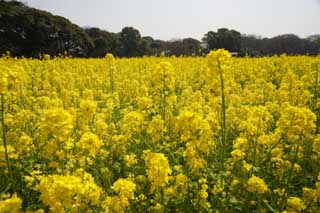 photo,material,free,landscape,picture,stock photo,Creative Commons,Rape flowers, rape flower, NanoHana, Yellow, 