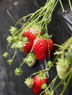 Foto, materieel, vrij, landschap, schilderstuk, bevoorraden foto,Een aardbei van de oogst tijdstip, Aardbei, , , Vrucht