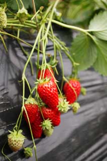 photo,material,free,landscape,picture,stock photo,Creative Commons,A strawberry of the crop time, strawberry, strawberry, strawberry, Fruit