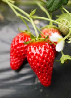 Foto, materieel, vrij, landschap, schilderstuk, bevoorraden foto,Een aardbei van de oogst tijdstip, Aardbei, , , Vrucht