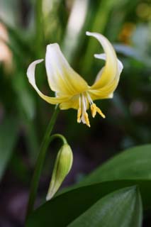 photo,material,free,landscape,picture,stock photo,Creative Commons,West adder's tongue lily, Yellow, adder's tongue lily, adder's tongue lily, 