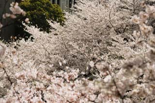 photo,material,free,landscape,picture,stock photo,Creative Commons,One cherry tree, cherry tree, petal, cherry tree, cherry tree