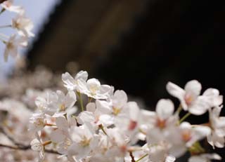 photo,material,free,landscape,picture,stock photo,Creative Commons,A cherry tree of the Imperial Palace, cherry tree, petal, cherry tree, cherry tree