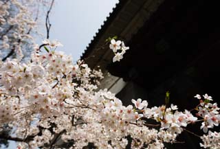 photo,material,free,landscape,picture,stock photo,Creative Commons,A cherry tree of the Imperial Palace, cherry tree, petal, cherry tree, cherry tree