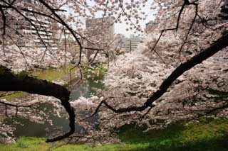 photo,material,free,landscape,picture,stock photo,Creative Commons,A cherry tree of the Imperial Palace, cherry tree, petal, , 