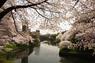 photo,material,free,landscape,picture,stock photo,Creative Commons,A cherry tree of the Imperial Palace, cherry tree, petal, cherry tree, cherry tree