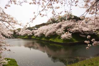 photo,material,free,landscape,picture,stock photo,Creative Commons,It is a decoy in a martial arts gymnasium, cherry tree, petal, cherry tree, cherry tree