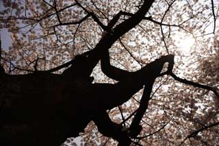 photo,material,free,landscape,picture,stock photo,Creative Commons,A silhouette of Imperial Palace cherry tree, cherry tree, petal, cherry tree, cherry tree