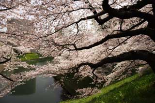 photo,material,free,landscape,picture,stock photo,Creative Commons,A cherry tree of the Imperial Palace, cherry tree, petal, cherry tree, cherry tree