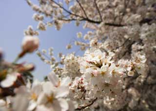 photo,material,free,landscape,picture,stock photo,Creative Commons,A cherry tree in full glory, cherry tree, petal, , 