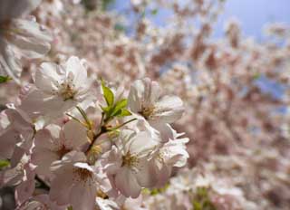 photo,material,free,landscape,picture,stock photo,Creative Commons,A cherry tree in full glory, cherry tree, petal, cherry tree, cherry tree