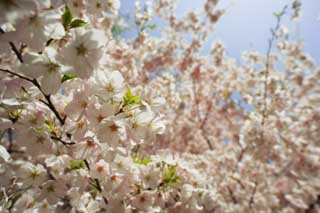 photo,material,free,landscape,picture,stock photo,Creative Commons,A cherry tree in full glory, cherry tree, petal, cherry tree, cherry tree