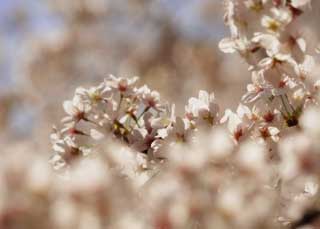 photo,material,free,landscape,picture,stock photo,Creative Commons,A cherry tree in full glory, cherry tree, petal, cherry tree, cherry tree