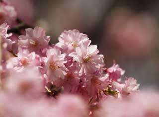 photo,material,free,landscape,picture,stock photo,Creative Commons,A double cherry blossom in full glory, cherry tree, petal, cherry tree, cherry tree